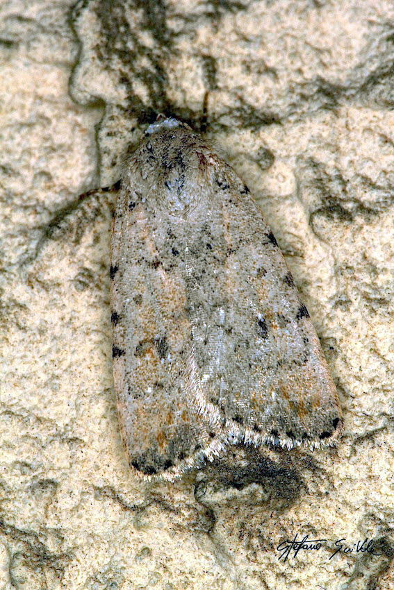 Noctuidae - Caradrina (Paradrina) selini
